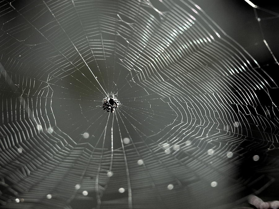 Spider Photograph - Web addict  by Rashmi  Nair 