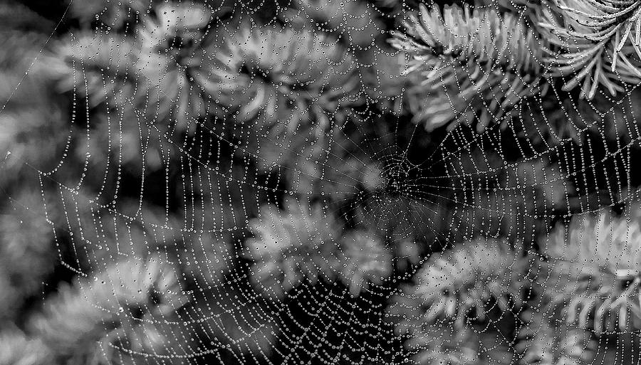 Web Drops Tapestry - Textile by Dennis Bucklin