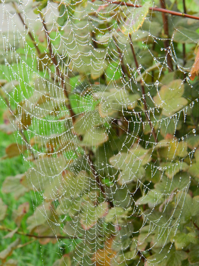 Spider Photograph - Web in Dew Time 2 by Nicki Bennett