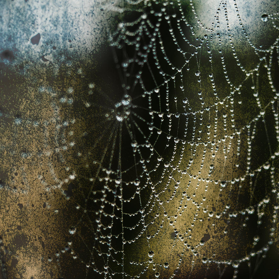 Web in the Mist Photograph by Paula Ponath