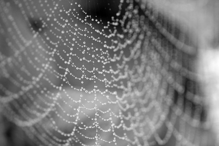 Web in the rain Photograph by Jackson Pearson