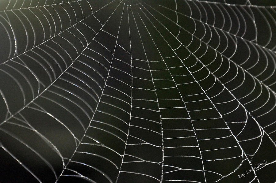 Spider Photograph - Web by Kay Lovingood