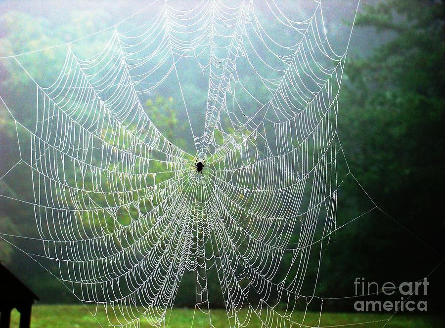 Web Master Photograph by Margaret Hamilton