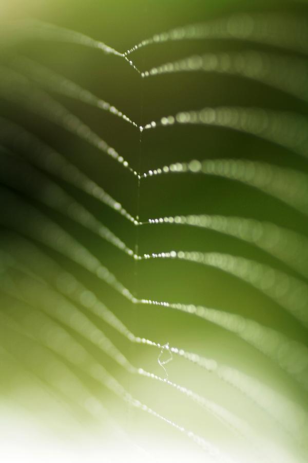 Spider Photograph - Web Of Bokeh by Debbie Howden