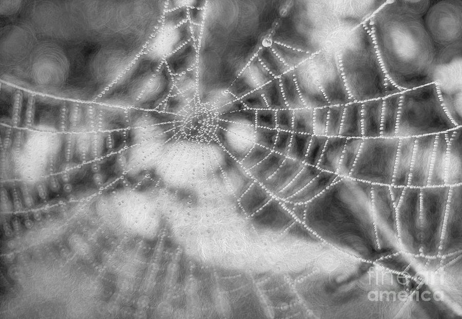 Web Of Life Photograph by Peggy Hughes