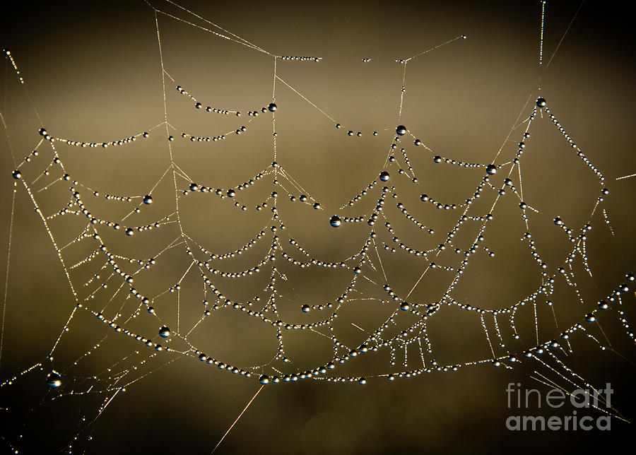 Web of Pearls Photograph by Cheryl Baxter