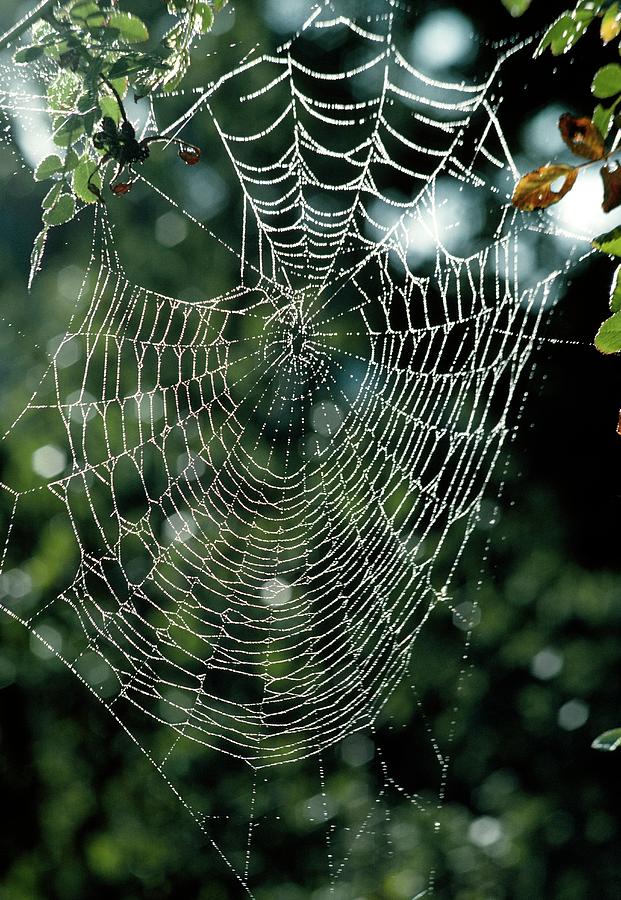 Web Of Spider Photograph by Irene Windridge/science Photo Library