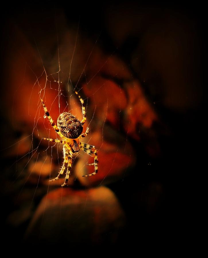 Spider Photograph - Web of the Yellow Spider by Sarah Pemberton