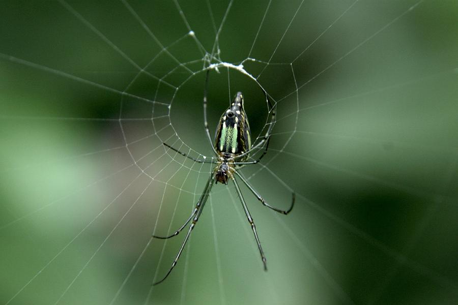 Web Site  - Orchard Spider Photograph by Ramabhadran Thirupattur