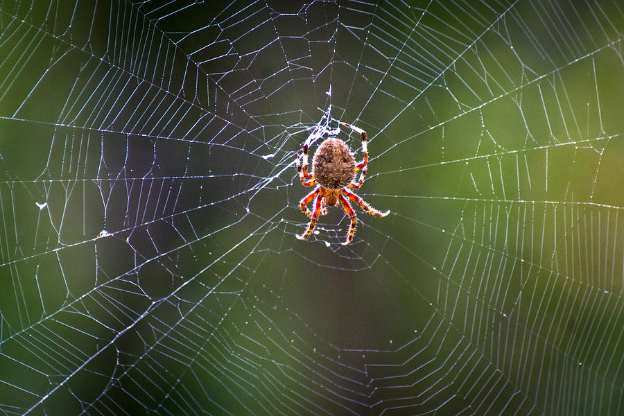 Web Warlord Photograph by Bill Pevlor
