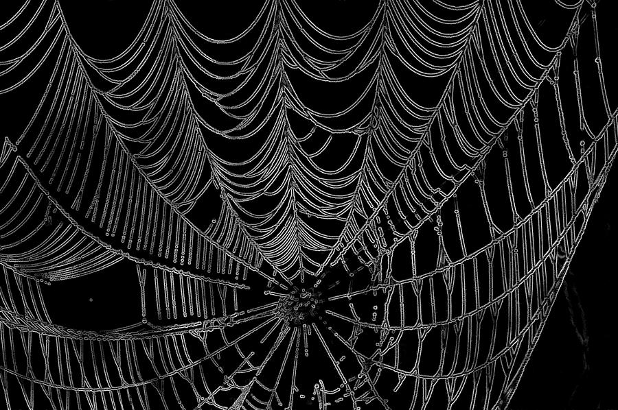 Web We Weave Photograph by Jack R Perry