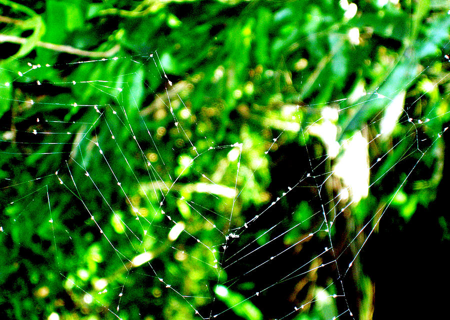 Spider Photograph - Web We Weave by Joanna Dela Rosa