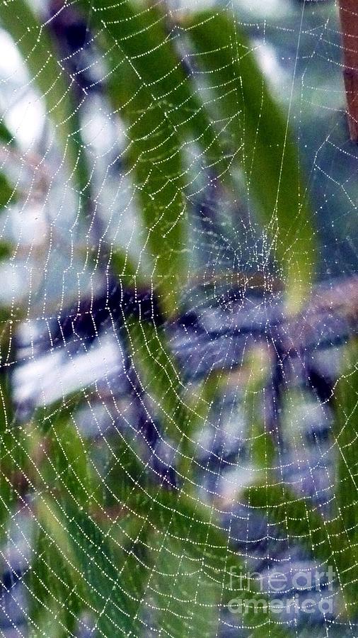 Fall Season Photograph - Web Weave by Susan Garren