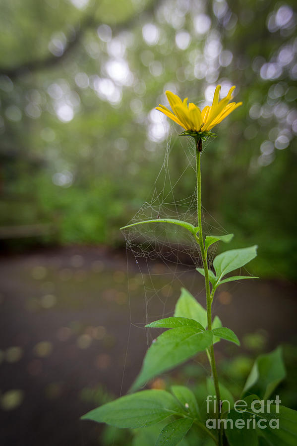 Webbed Flower Photograph by Andrew Slater