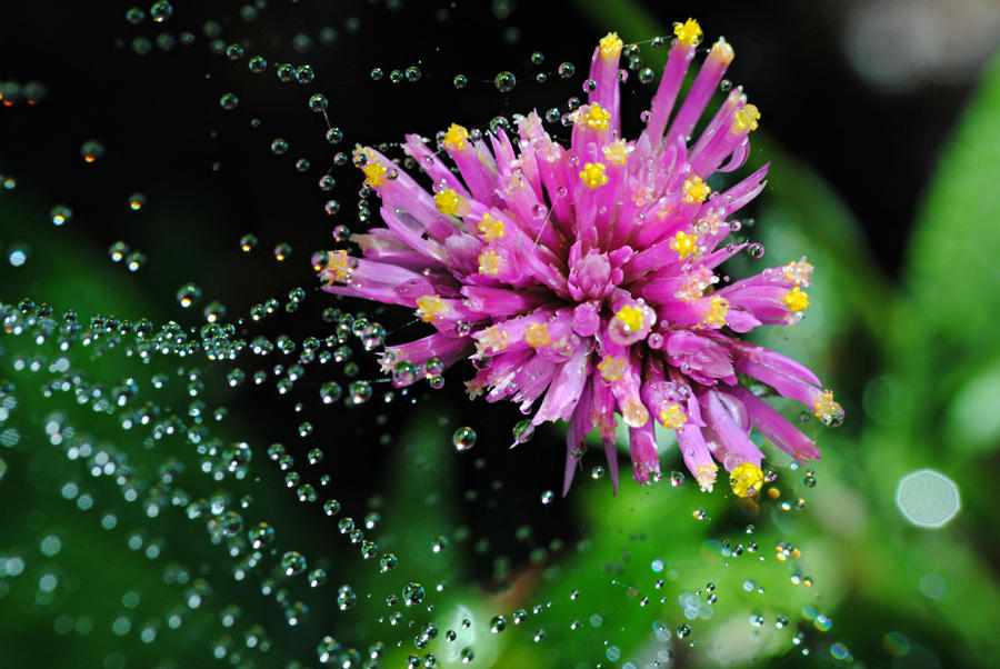 Webbed Water Droplets Photograph by Kelly Nowak