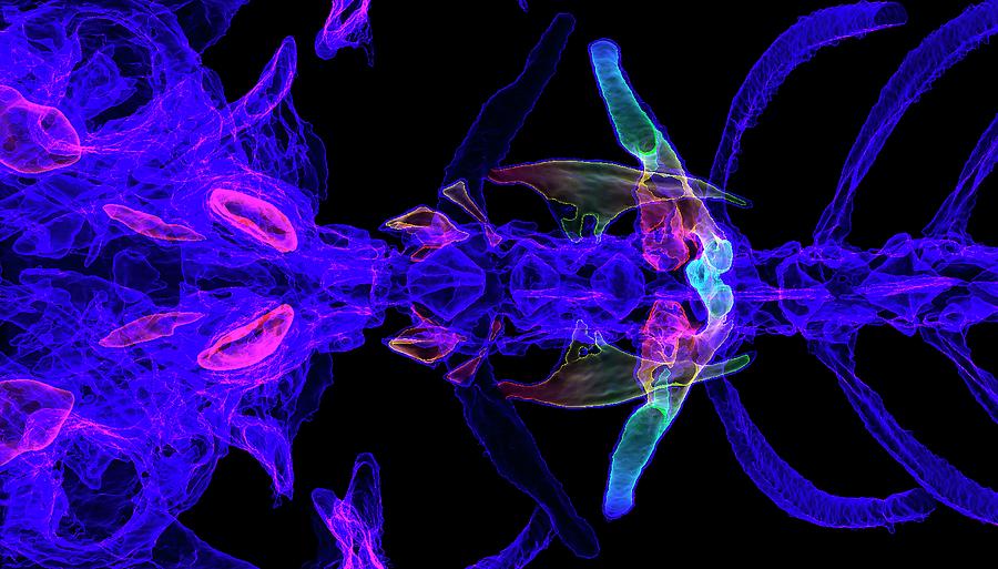 Weberian Apparatus by Science Photo Library