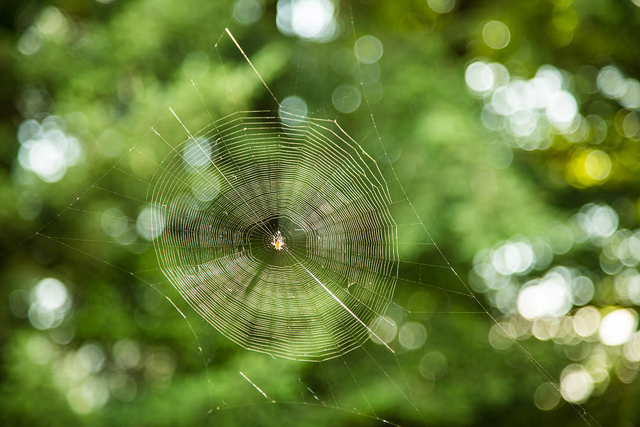 Spider Photograph - WEBilicious  by Eti Reid