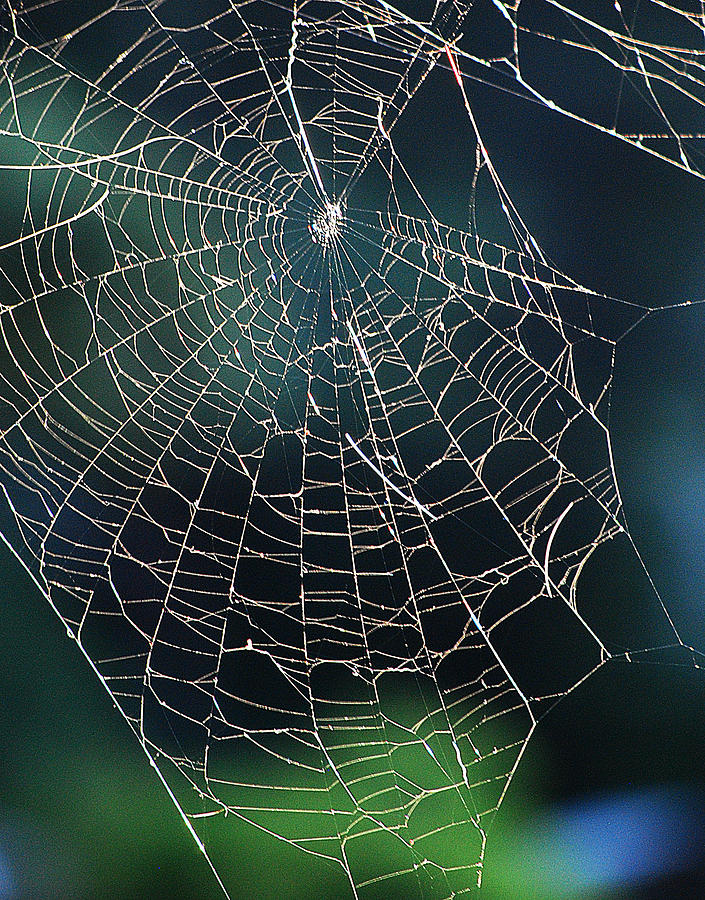 Spider Photograph - #wedancedingraveyards by Becky Furgason