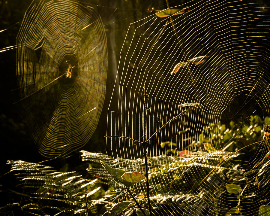 Webs Photograph by Kyle Wasielewski