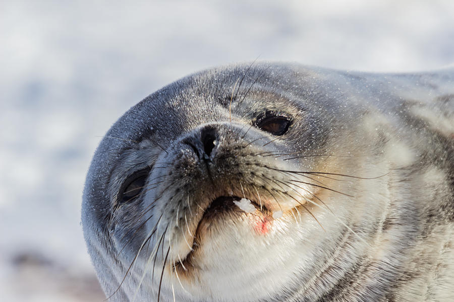 Weddell Seal Photograph by Ben Adkison - Fine Art America