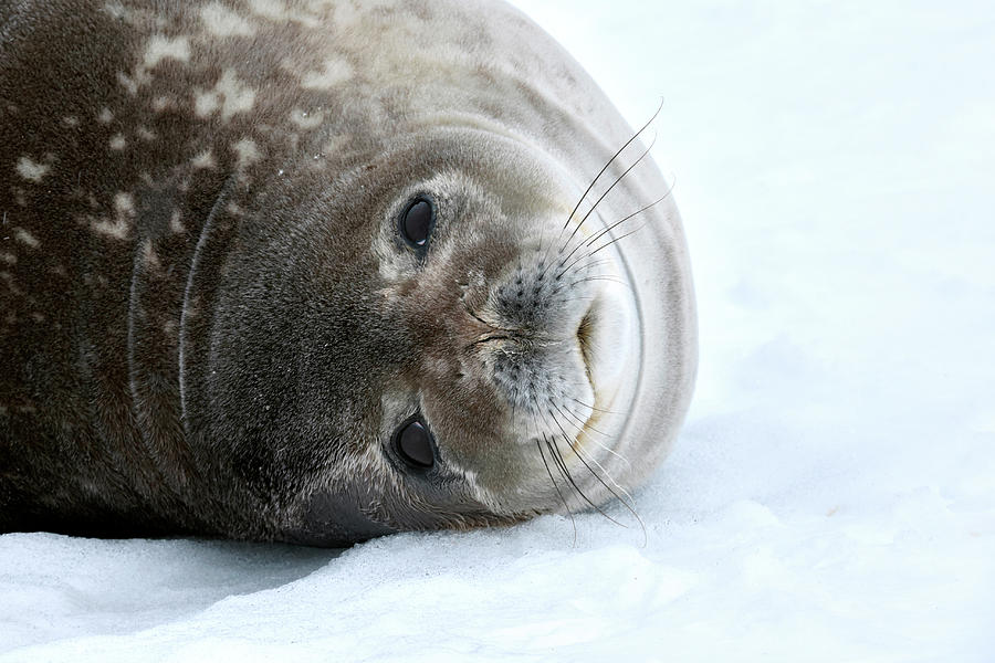 Weddell Seal Photograph by Dr P. Marazzi - Fine Art America