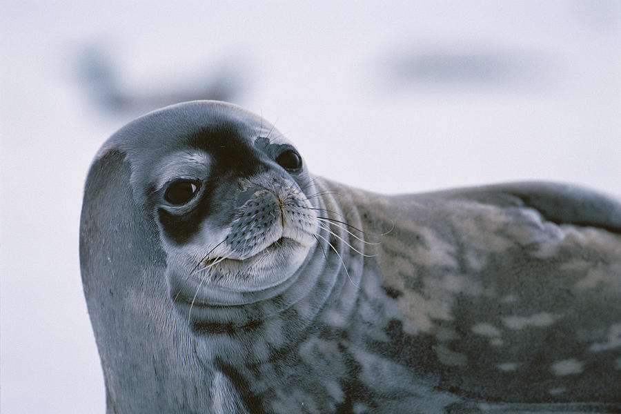 Weddell Seal Antarctica Photograph by Hiroya Minakuchi