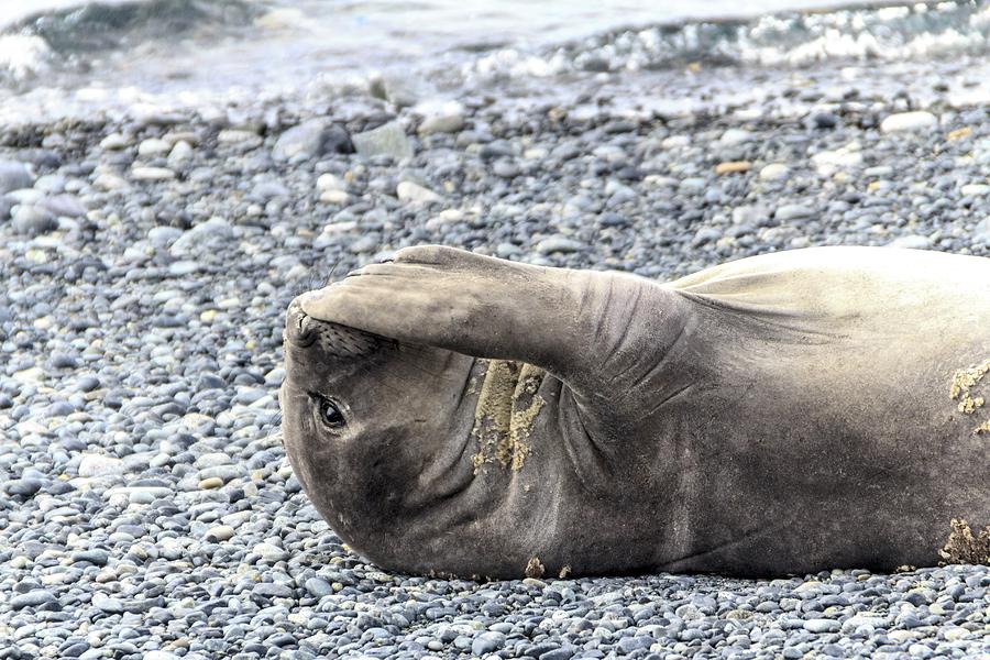 Weddell Seal Resting On Shore Photograph by Alfred Pasieka/science Photo Library