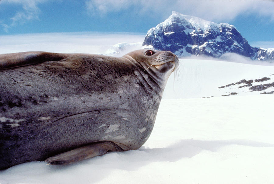 Weddell Seal Photograph by Robert Hernandez