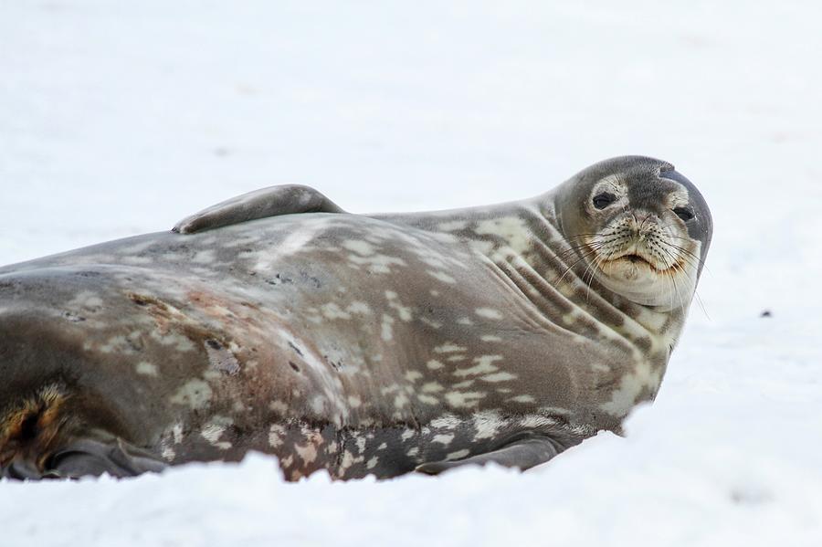 Weddell Seals (leptonychotes Weddellii) Photograph by Photostock-israel ...