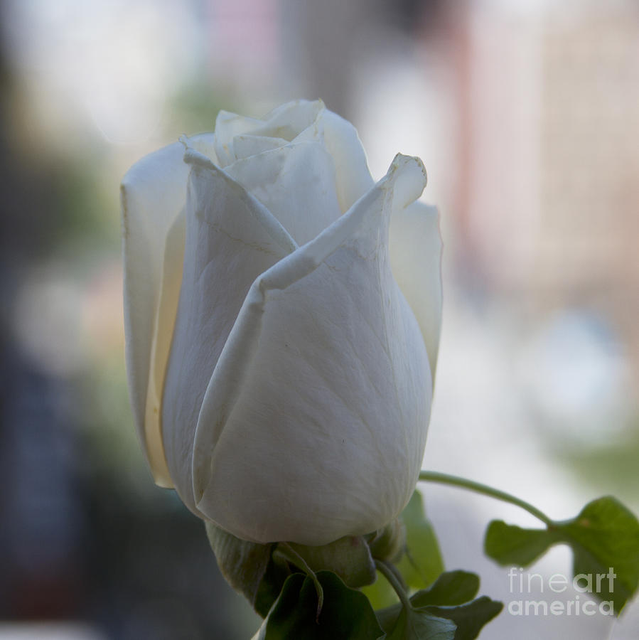 Wedding White Rose Photograph by Sean Conklin