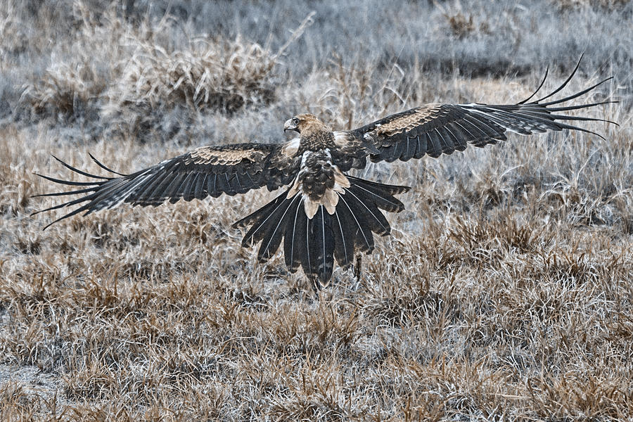 Wedge-Tail Eagle V7 Photograph by Douglas Barnard - Pixels