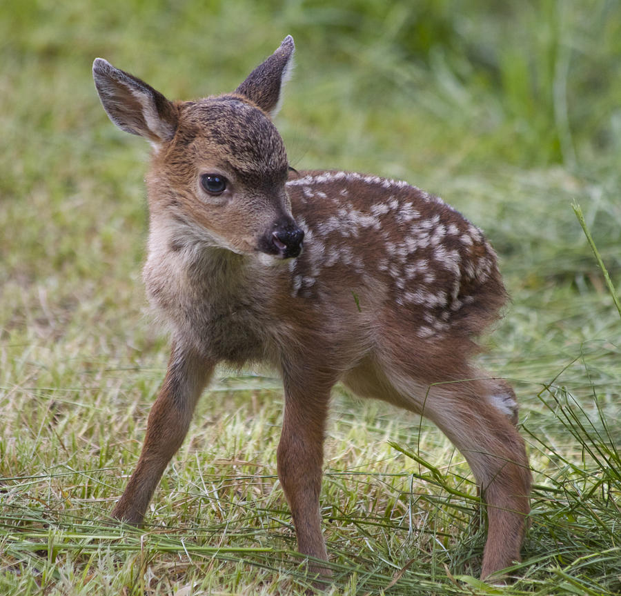 Wee Little Bambi Photograph by Tracey Levine