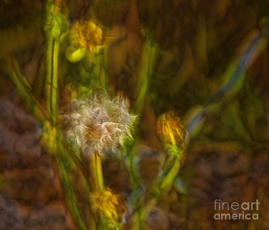 Weed Art Photograph by Shirley Mangini