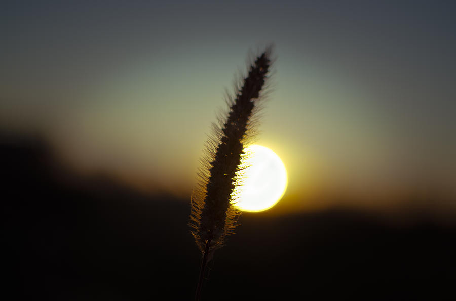 Weed At Sunset Photograph by Vlad Baciu