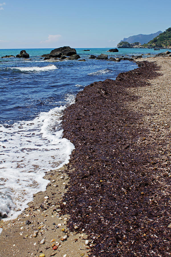Weed Covering Beach In Corfu Photograph by David Gould