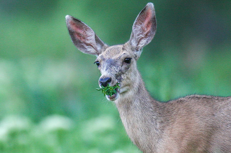 Weed Deer Photograph by Kevin Dietrich