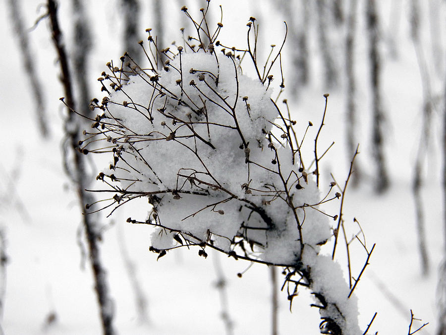 Weed in the Winter Photograph by Corinne Elizabeth Cowherd