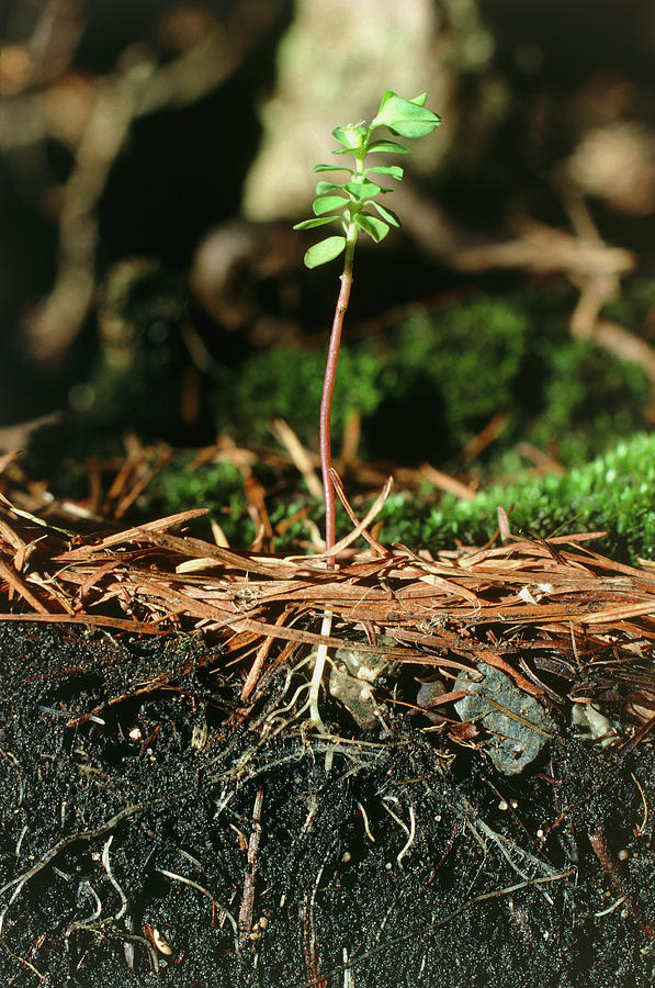 Weed Seedling Growing In Soil Profile Photograph by Science Photo Library Weed Seedling Growing In Soil Profile Photograph by Science Photo Library