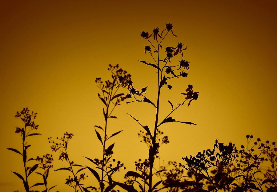 Nature Photograph - Weeds by Alicia Romano Nature Photograph - Weeds by Alicia Romano