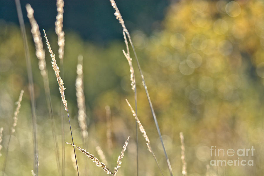 Weeds and Bokeh Photograph by Cheryl Baxter
