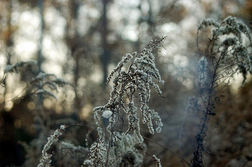 Winter Photograph - Weeds by Ashlee Couch