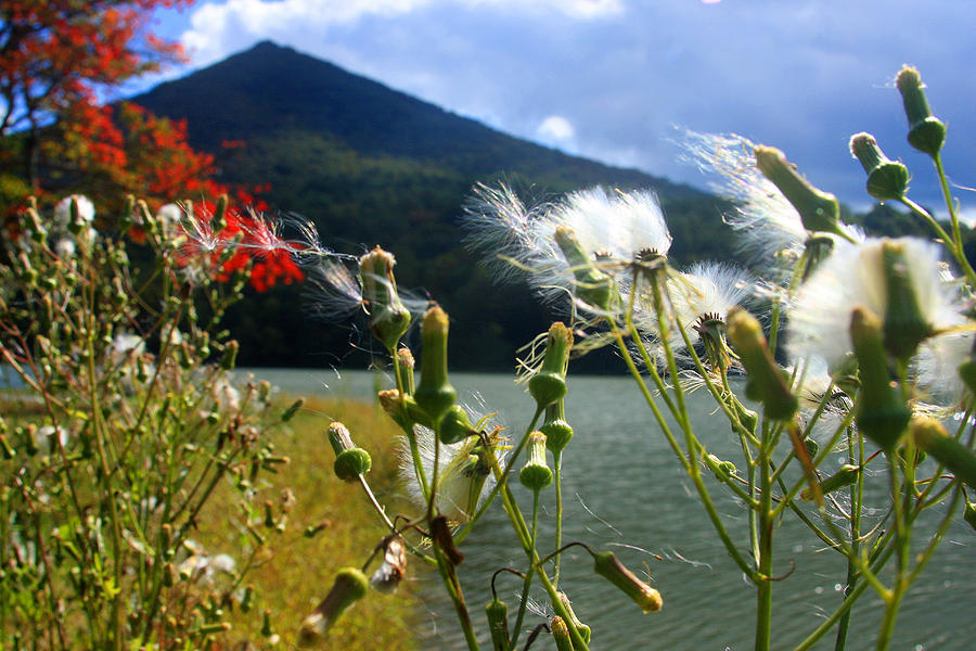 Weeds at Peaks of Otter Photograph by Emanuel Tanjala