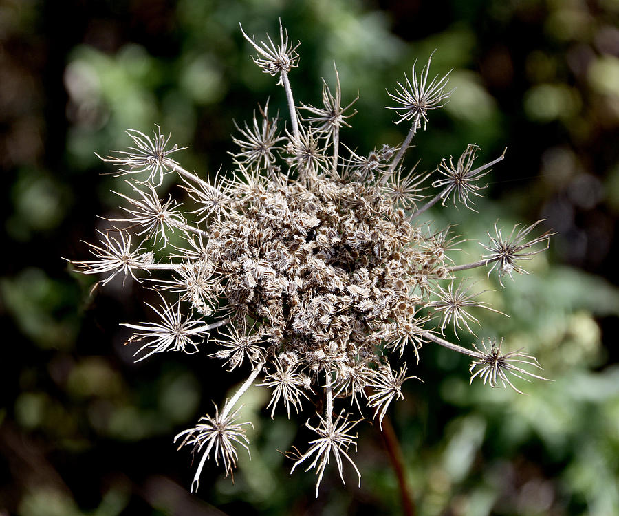 Nature Photograph - Weeds by Bob Slitzan