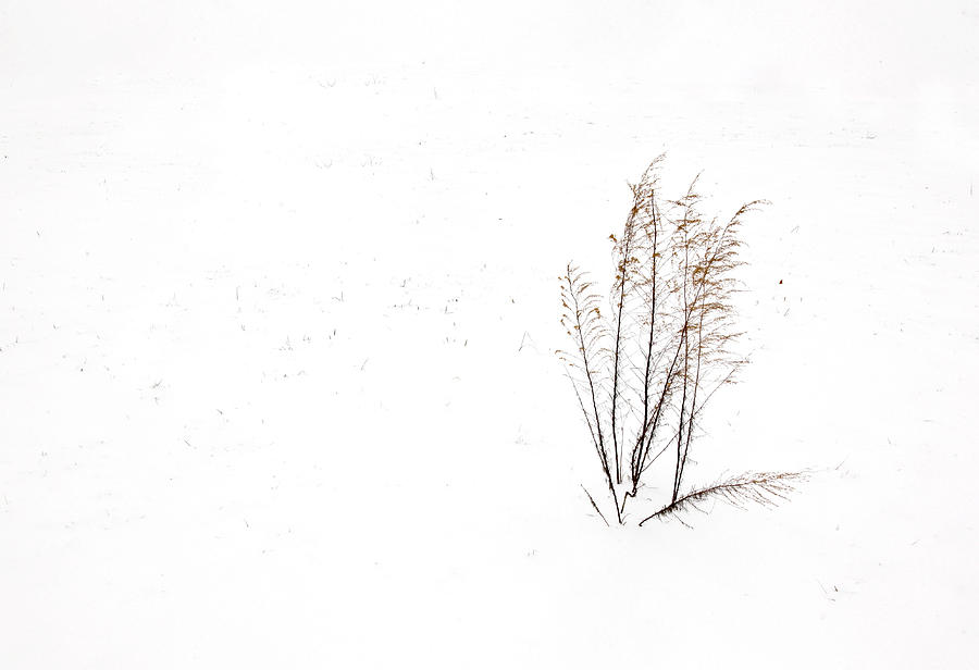 Weeds in Snow Photograph by Robert Camp