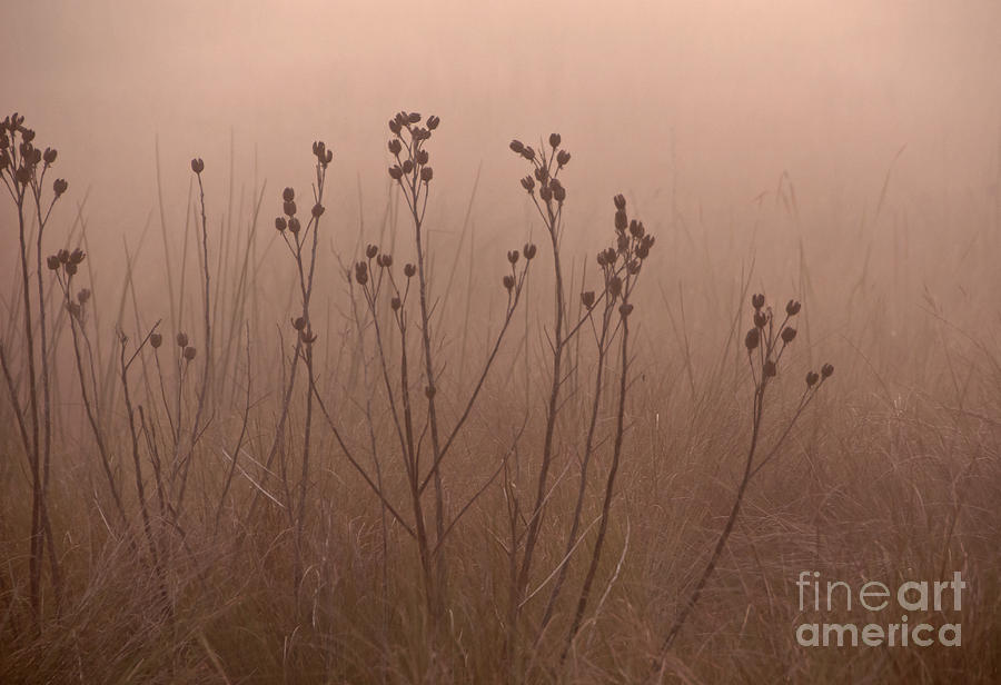 Foggy Photograph - Weeds in the fog by Roy Thoman Foggy Photograph - Weeds in the fog by Roy Thoman