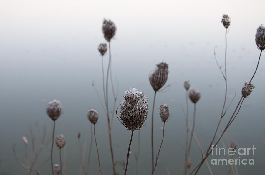 Weeds Water and Frost Photograph by David Arment