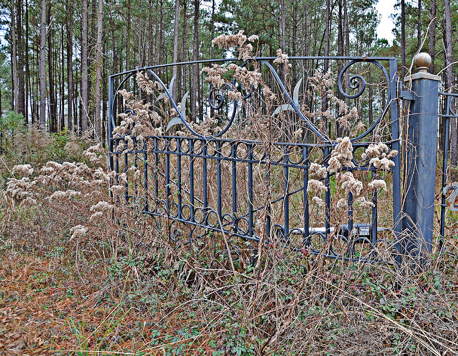 Weedy Gate Photograph by Linda Brown
