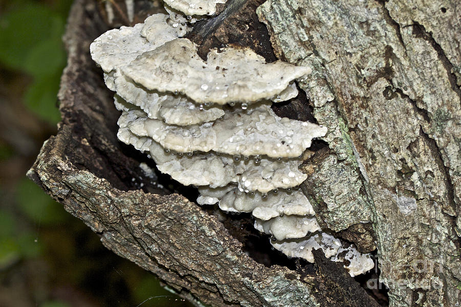 Weep No More My Baby - Bracket Fungi - Tyromyces balsamea Photograph by Carol Senske