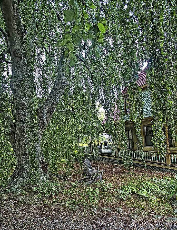Weeping Beech At The Beechwood Inn  Photograph by Constantine Gregory