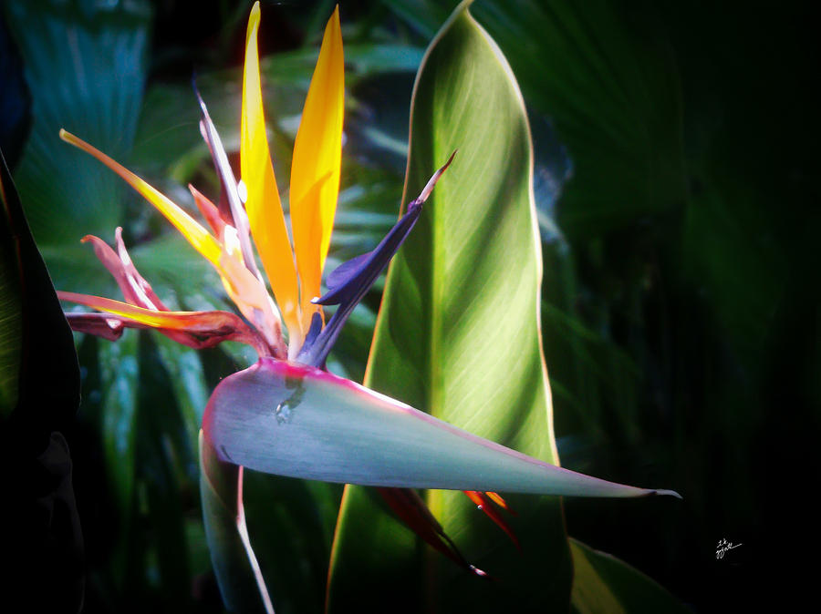 Weeping Bird Of Paradise Photograph by TK Goforth